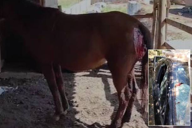 O impacto foi muito forte e peda&ccedil;o da pata da &eacute;gua ficou grudado no para-brisa 