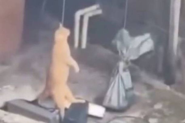 O felino ficou pendurado por uma corda em um galp&atilde;o de fundos da casa 
