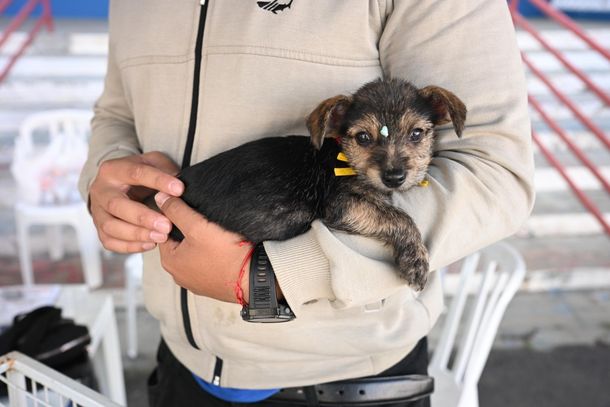 A equipe do Centro de Bem-Estar Animal estar&aacute; no local para apresentar os pets e orientar os interessados sobre o processo de ado&ccedil;&atilde;o 