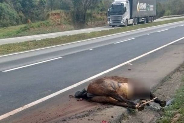 O grupo de animais invadiu a pista e foram atropelados pelo ve&iacute;culo de carga 