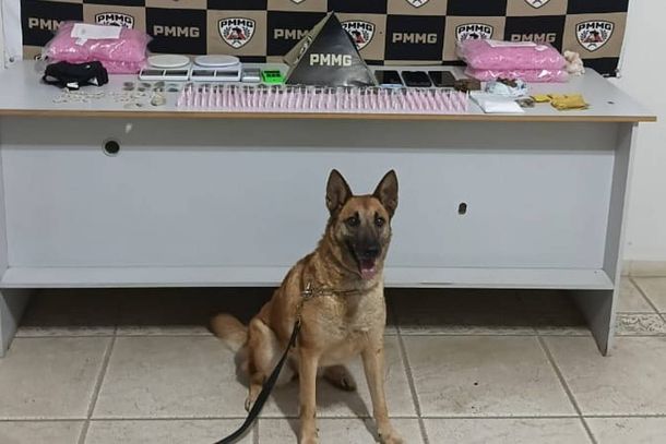 C&atilde;o farejador foi auxiliou nas buscas ao material escondido em v&aacute;rios endere&ccedil;os 