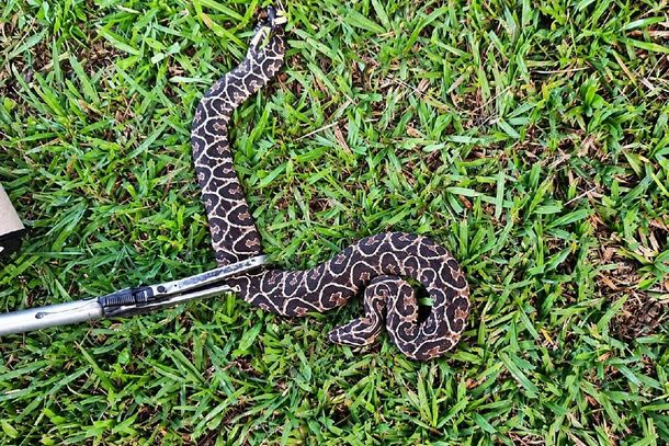 R&eacute;ptil da esp&eacute;cie urutu-cruzeiro est&aacute; entre as mais pe&ccedil;onhentas do pa&iacute;s. GCM capturou e soltou a cobra em mata 
