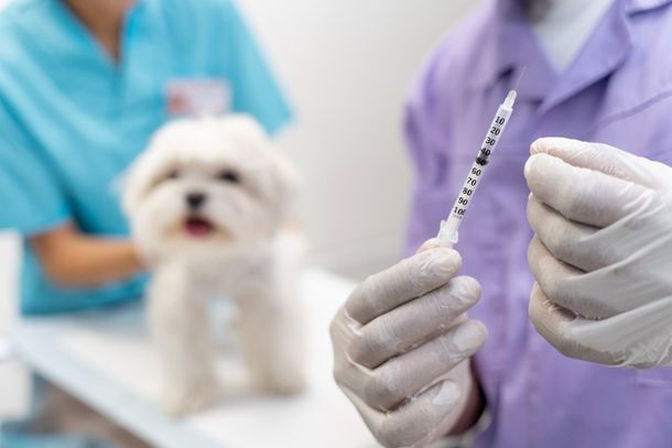 Vacina&ccedil;&atilde;o antirr&aacute;bica sendo conclu&iacute;da em Pouso Alegre 