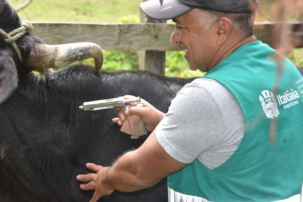Vacina&ccedil;&atilde;o contra febre aftosa &eacute; prorrogada