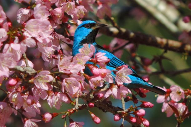 Festival Aves e Natureza contar&aacute; com v&aacute;rias atividades ambientais