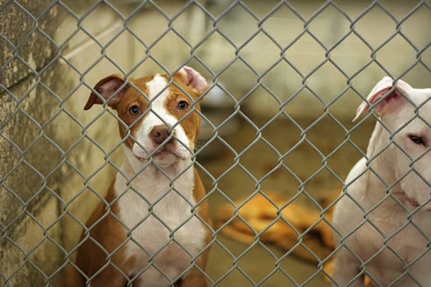 Lei normatiza a cria&ccedil;&atilde;o de c&atilde;es em Resende