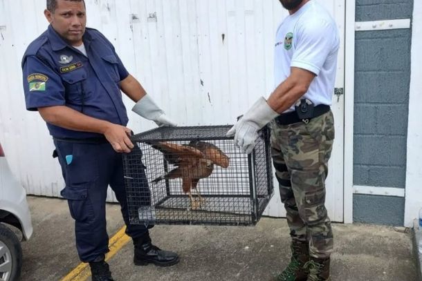 Grupamento atua principalmente em situa&ccedil;&otilde;es em que animais invadem &aacute;reas urbanas 
