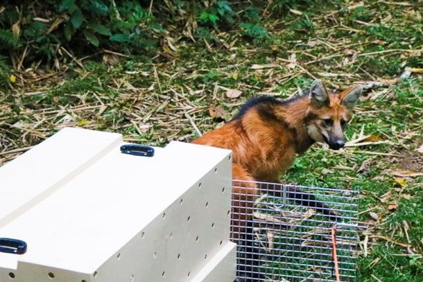 Ap&oacute;s exames, lobo-guar&aacute; foi solto na naturereza
