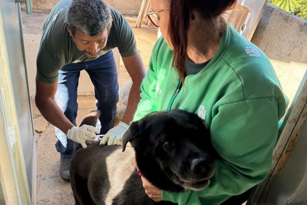 A vacina&ccedil;&atilde;o anual dos animais visa impedir a circula&ccedil;&atilde;o do v&iacute;rus no ambiente urbano