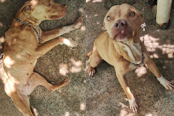 Mulher &eacute; presa em flagrante por maus-tratos a pitbull no bairro Nosso Teto 
