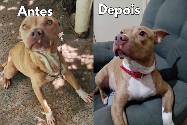Sete meses ap&oacute;s ado&ccedil;&atilde;o, pitbull resgatada por maus-tratos em Rio das Pedras vive nova fase