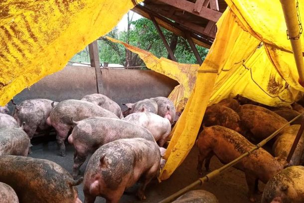 Chiqueir&atilde;o &eacute; destru&iacute;do por temporal no interior; preju&iacute;zo &eacute; estimado em R$ 1,5 milh&atilde;o