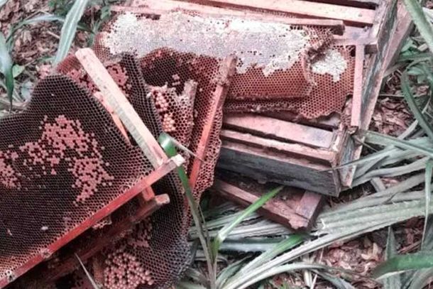 Morte de milhares de abelhas causa preju&iacute;zo de R$ 32 mil a apicultores em Pato Bragado