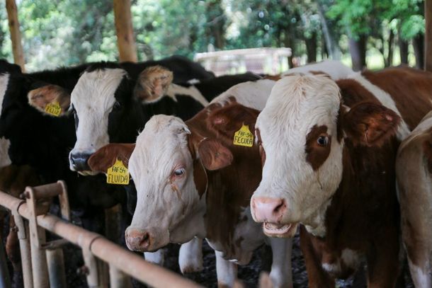 A medida faz parte da transi&ccedil;&atilde;o de S&atilde;o Paulo para o status de &aacute;rea livre de febre aftosa sem vacina&ccedil;&atilde;o, reconhecido pelo Minist&eacute;rio da Agricultura