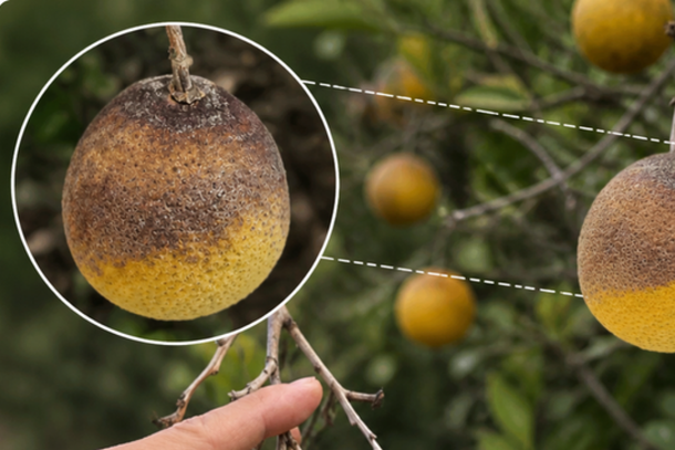 O estudo foi capa da edi&ccedil;&atilde;o do Journal of Agricultural and Food Chemistry