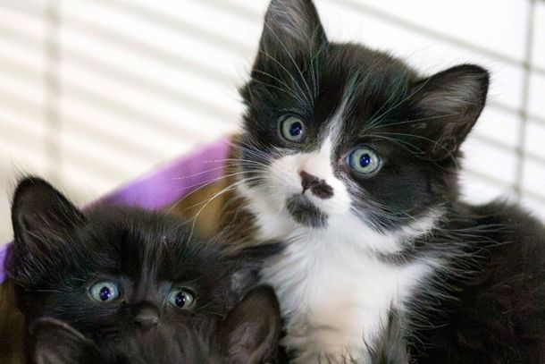 Todos os animais dispon&iacute;veis j&aacute; passaram por procedimentos essenciais de castra&ccedil;&atilde;o, vacina&ccedil;&atilde;o e microchipagem