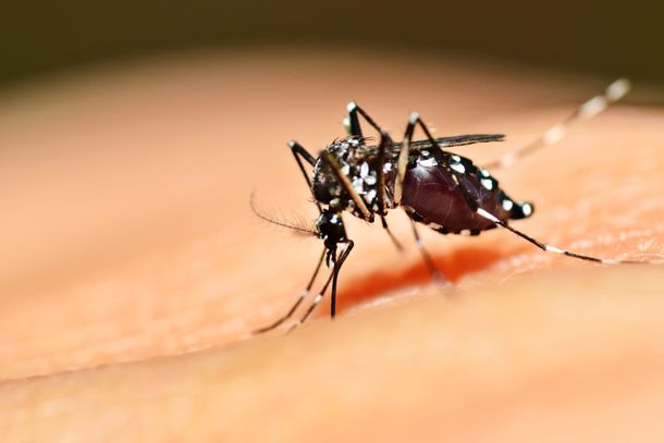 O sucesso no controle da dengue depende fundamentalmente da uni&atilde;o entre a gest&atilde;o p&uacute;blica e a popula&ccedil;&atilde;o