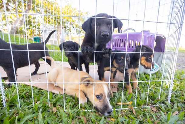 A iniciativa visa incentivar a ado&ccedil;&atilde;o respons&aacute;vel e mobilizar a comunidade em prol dos animais acolhidos pela ONG Luz dos Bichos