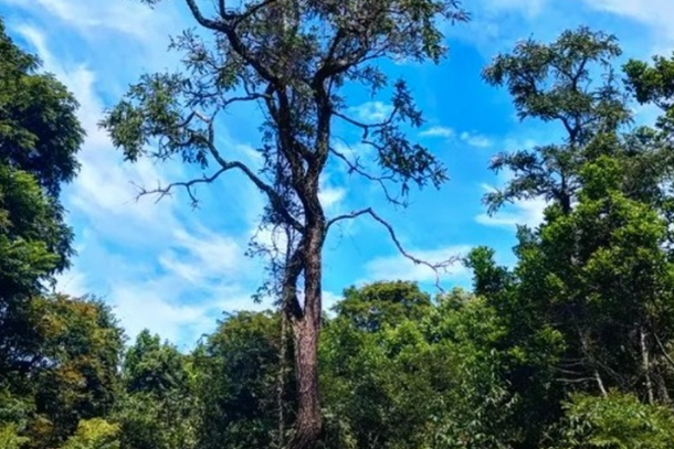 Curso foca &aacute;rea conservada de Cerrado da UFSCar