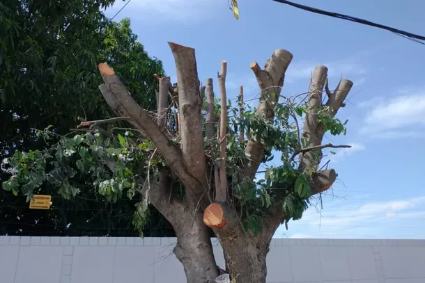 Exageros e falta de cuidado com as &aacute;rvores nos procedimentos de podas causam revolta