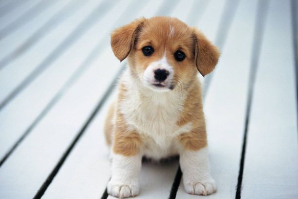 Para levar um novo amigo para casa, os interessados devem comparecer ao Canil Municipal durante o hor&aacute;rio da feira para interagir com os c&atilde;es e gatos dispon&iacute;veis