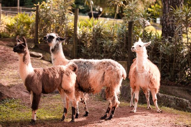 50 anos do Parque Ecol&oacute;gico