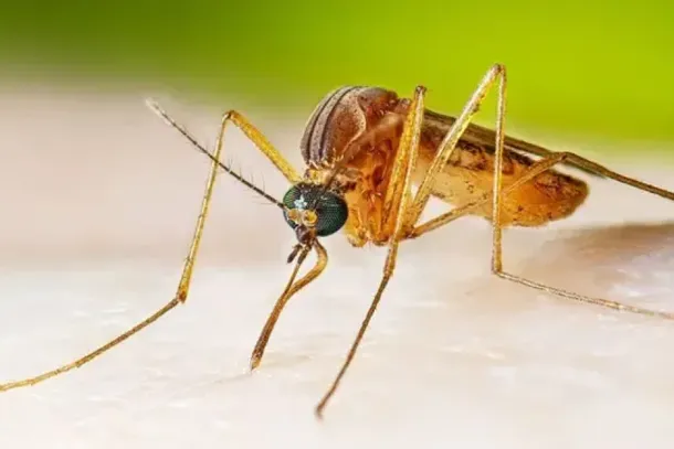 A transmiss&atilde;o pode contar com a participa&ccedil;&atilde;o de esp&eacute;cies de mosquitos do g&ecirc;nero Culex &mdash; conhecidos popularmente como pernilongos ou muri&ccedil;ocas