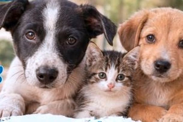 A expectativa &eacute; atender cerca de 500 animais