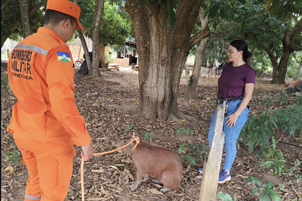Corpo de Bombeiros realiza resgate de capivara no per&iacute;metro urbano
