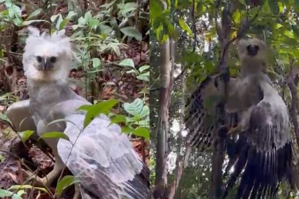 Filhote de harpia &eacute; fotografado durante trilha em Machadinho D'Oeste