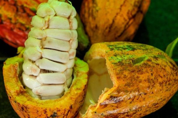 Rond&ocirc;nia tem seis produtores na final do Concurso Nacional de Cacau Especial
