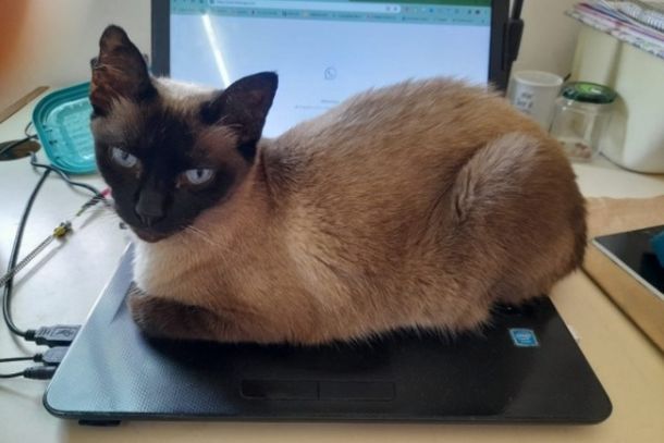 A gata atende pelo nome de 'Valentina'