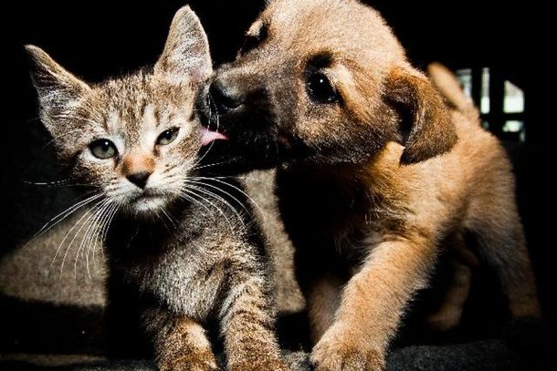 Denuncie maus-tratos e ajude a proteger os animais em Sumar&eacute;