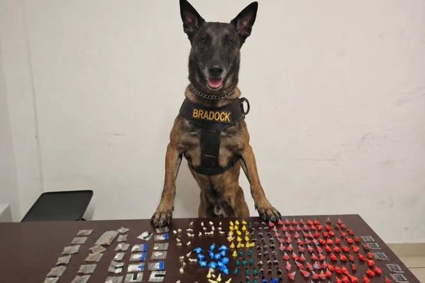 C&atilde;o de faro Bradok da Guarda Municipal de Sumar&eacute;
