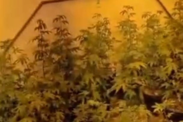 estufa utilizada para o cultivo de maconha em uma resid&ecirc;ncia