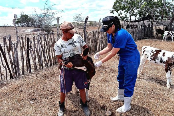 Vacina&ccedil;&atilde;o do rebanho de bovinos e bubalinos j&aacute; foi iniciada em Pernambuco