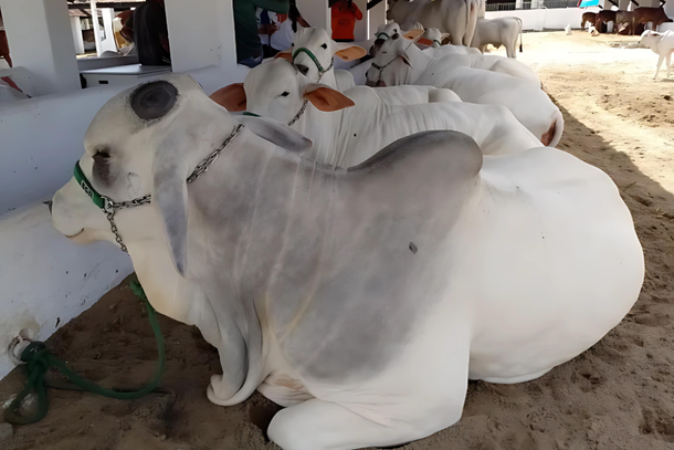 Bovinos do Maranh&atilde;o, Rio Grande do Norte, Para&iacute;ba, Pernambuco e Alagoas participar&atilde;o da mostra pecu&aacute;ria