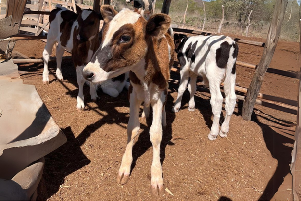 A atualiza&ccedil;&atilde;o cadastral junto &agrave; Adagro &eacute; essencial para garantir a sanidade e o tr&acirc;nsito seguro dos animais