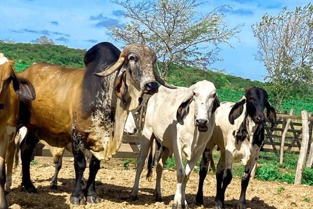 Adagro ampliou prazo para que produtores de todas as regi&otilde;es do estado forne&ccedil;am os dados dos rebanhos para fortalecer a defesa agropecu&aacute;ria