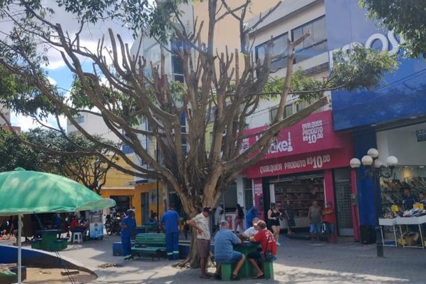 Poda de &aacute;rvore na Pra&ccedil;a D&iacute;dimo Carneiro realizada em novembro de 2025