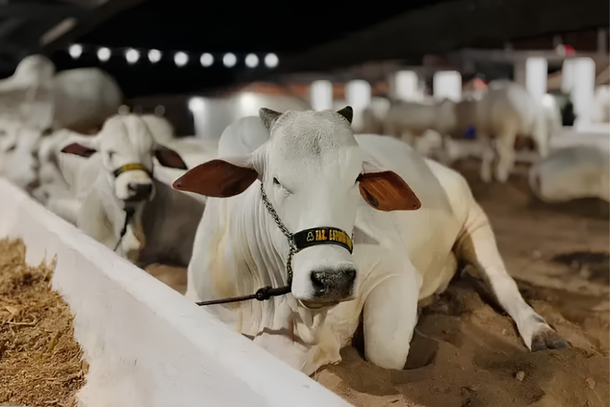 Gado Nelore durante a edi&ccedil;&atilde;o 2025 da Exposi&ccedil;&atilde;o de Animais de Surubim