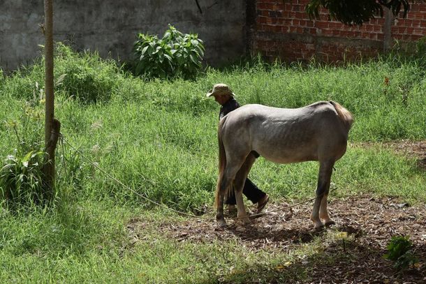 Devido ao &acirc;ngulo que a imagem foi tirada, d&aacute; a impress&atilde;o que o animal est&aacute; sem a cabe&ccedil;a