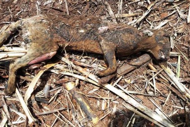 N&atilde;o h&aacute; informa&ccedil;&otilde;es sobre quem achou a on&ccedil;a e qual teria sido a destina&ccedil;&atilde;o dada ao corpo carbonizado