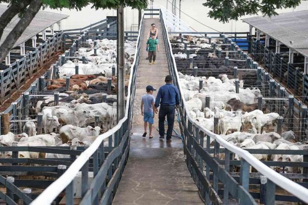 Pelo menos 5.200 animais de oito ra&ccedil;as de bovinos e uma de equinos passar&atilde;o pelo recinto Pedro Lino Gaiari, no parque de exposi&ccedil;&otilde;es