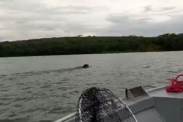 A anta é o maior mamífero do Brasil, mas todo esse tamanho não evitou que a espécie estivesse em risco