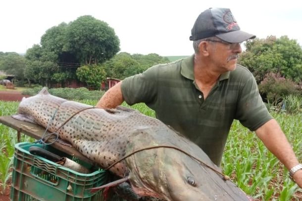 Pescador conhecido popularmente como "Turc&atilde;o" conseguiu capturar o pintado de 40 kg