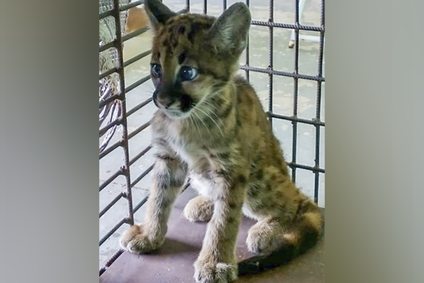 Aparentemente o animal n&atilde;o tinha nenhum ferimento, e deve ter se perdido da m&atilde;e