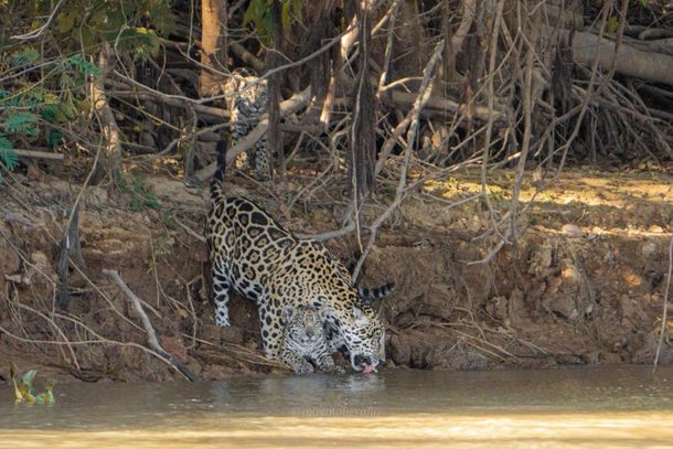 O belo registro das onças-pintadas foi feito por Mayara durante viagem ao Pantanal