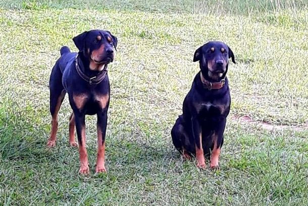 A dupla voltou para casa entre o final da tarde de quarta-feira (29) e a madrugada de quinta (30)