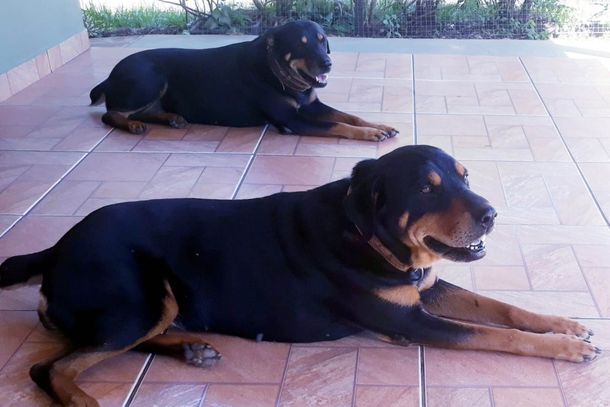 Baby e Samanta podem estar em uma área de mata que fica no fundo da avenida Junqueira Freire, em Umuarama